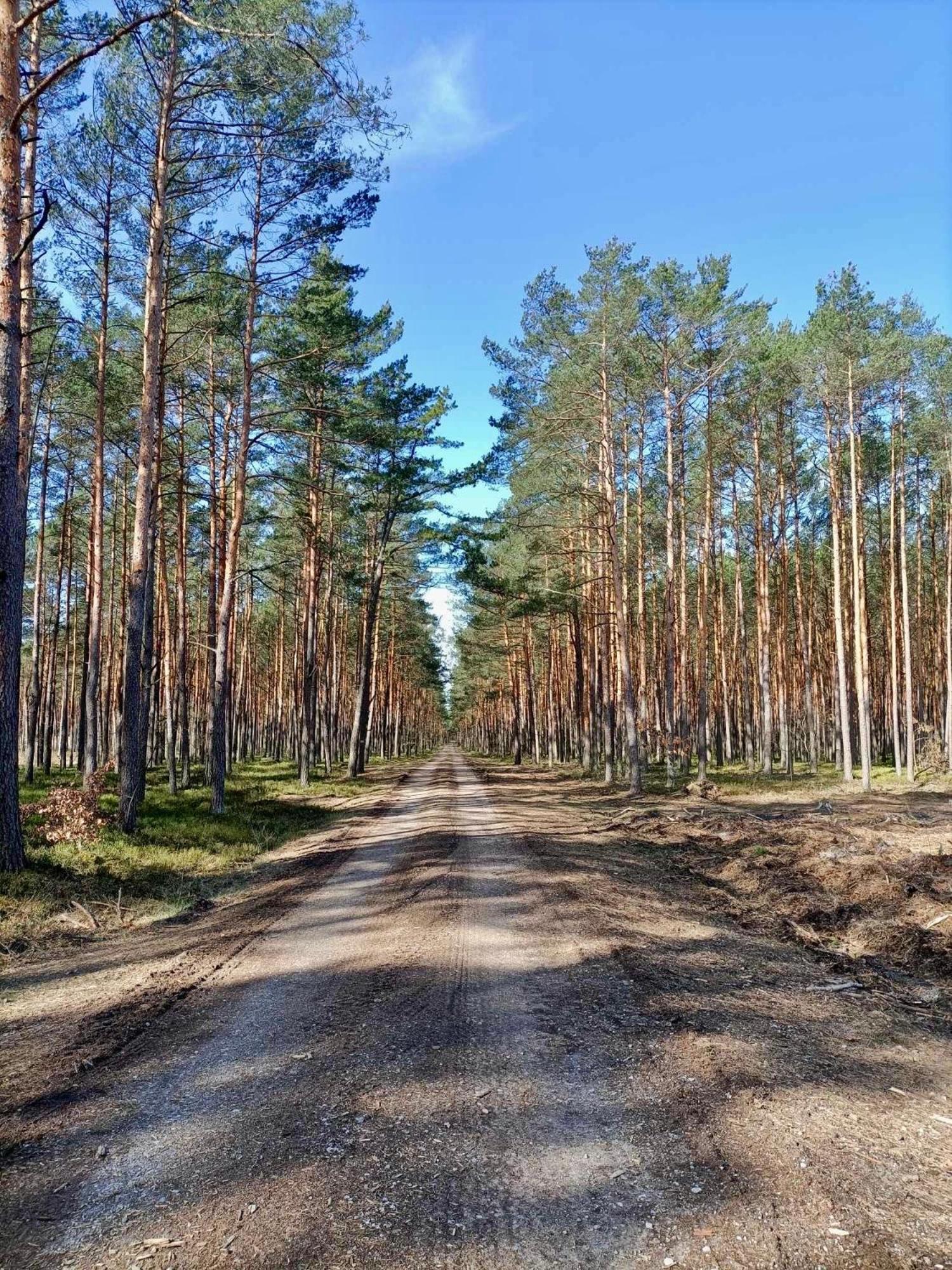 Lesniczowka Villa Rzadza Exteriör bild